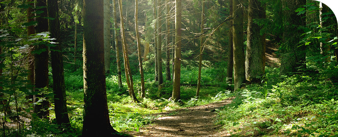 Bois de chauffage près de Nonancourt