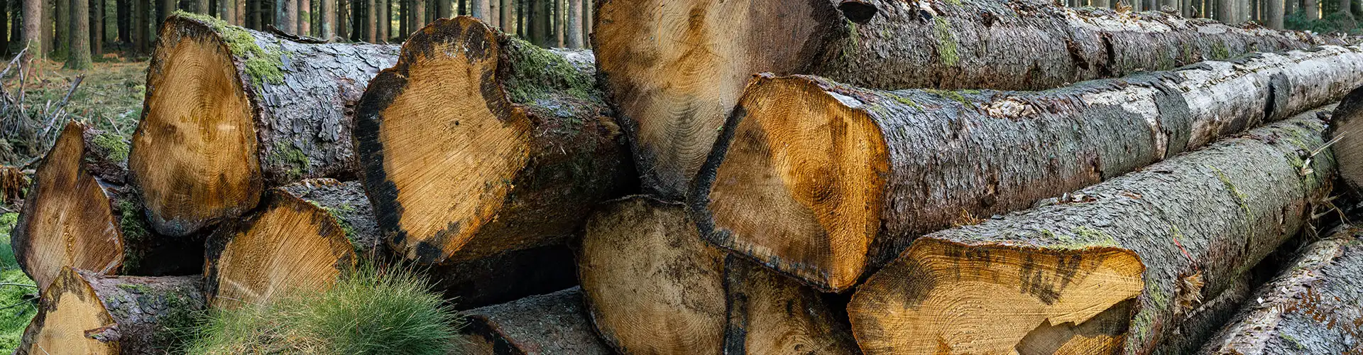 exploitation forestière près de Dreux