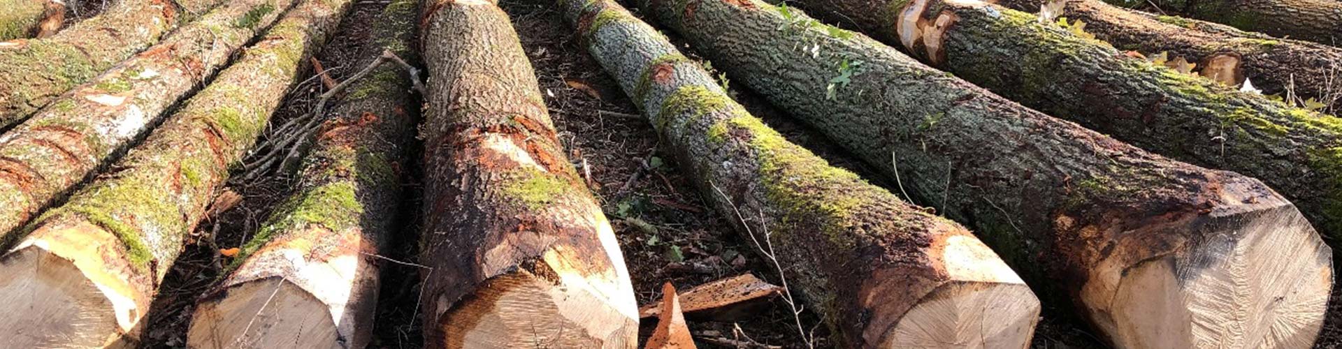 Exploitation forestière et vente de bois en Eure-et-Loir