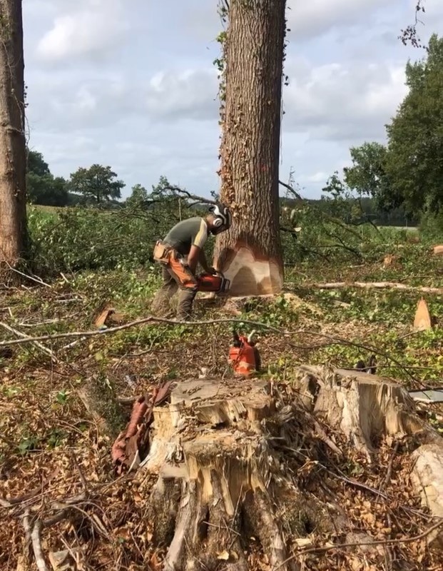 Abattage et façonnage de bois près de Dreux