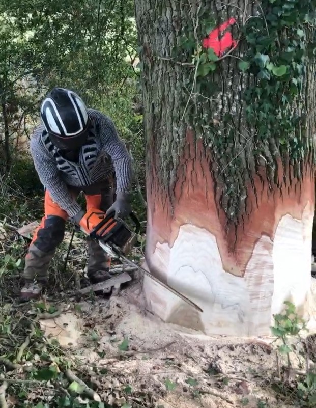 Abattage et façonnage de bois près de Dreux