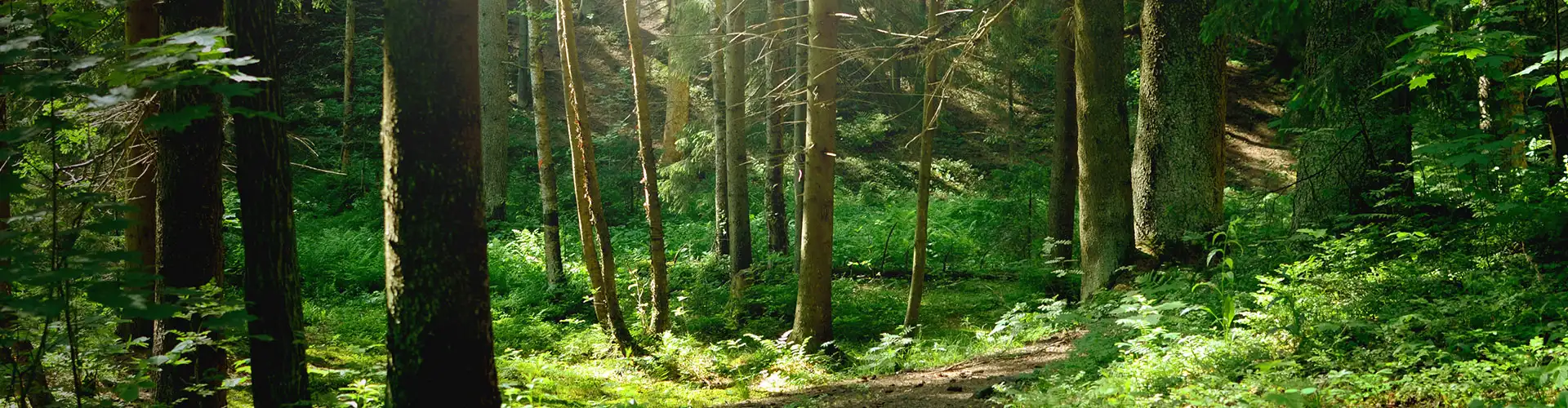Achat et vente de bois sur pied près de Dreux